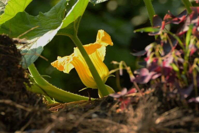If your zucchini flowers open every morning but never set fruit in this heat, the trouble starts before the bloom