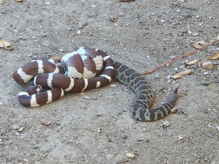 What It Really Means When a Kingsnake Turns Up in Your California Yard, and Why It’s Quietly Eating the Rattlesnakes You Fear