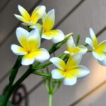 How to Grow Plumeria in Pots in Texas for a Summer Full of Tropical Blooms