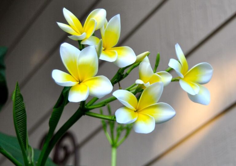 How to Grow Plumeria in Pots in Texas for a Summer Full of Tropical Blooms