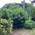 The Native Florida Privacy Plants That Screen Your Yard Without Bamboo Taking Over