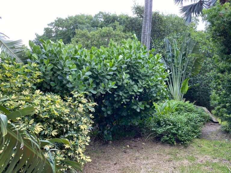 The Native Florida Privacy Plants That Screen Your Yard Without Bamboo Taking Over