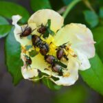 Your Marigolds and Roses Look Chewed to Nubs – Japanese Beetles May Be Signaling One Bigger Problem