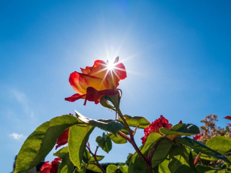 This Is What Your Texas Roses Need Right Now Before the Worst of the Summer Heat Hits