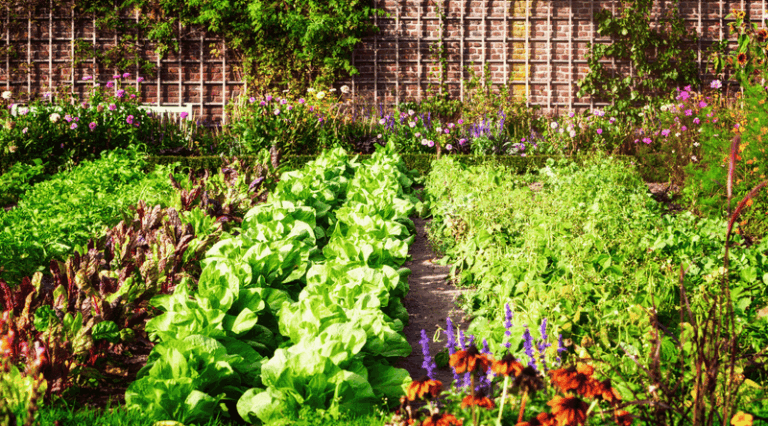 The Texas Fall Vegetables You Need to Start Right Now to Beat the First November Frost