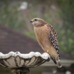 Here’s What It Means When Hawks Keep Circling Back to Your North Carolina Yard