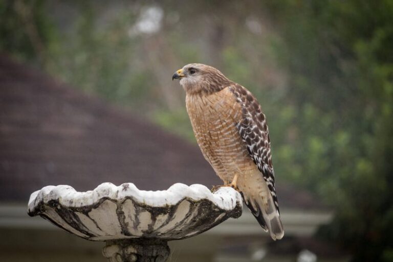 Here’s What It Means When Hawks Keep Circling Back to Your North Carolina Yard