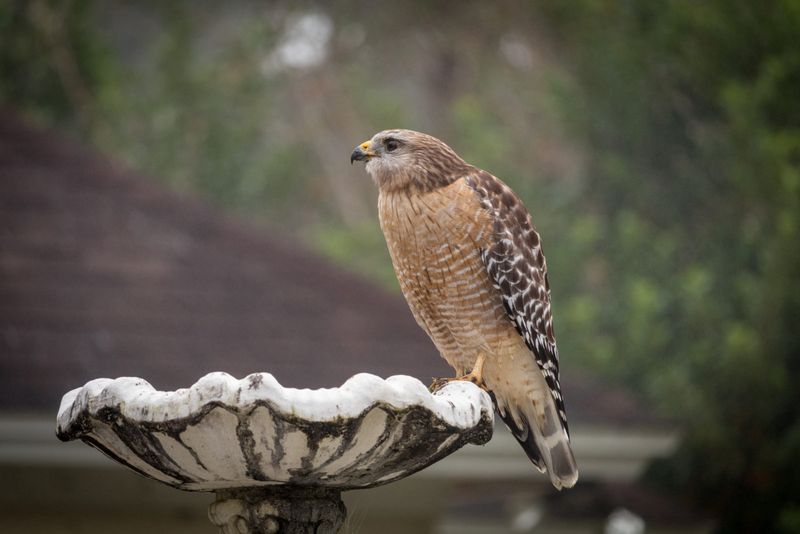 Here’s What It Means When Hawks Keep Circling Back to Your North Carolina Yard