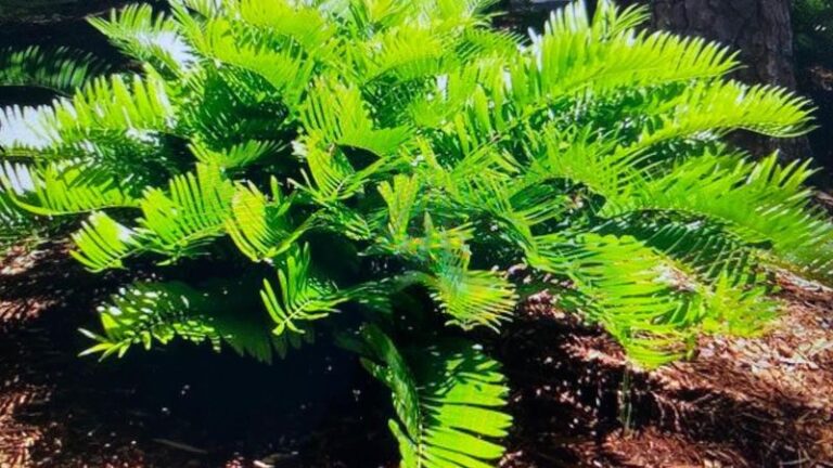 Why Coontie Belongs in Florida Yards – and What UF/IFAS Actually Says About It