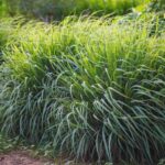 The Fragrant California Plants You Can Line Your Patio With to Keep Ticks Off the Paths Where Your Family Walks