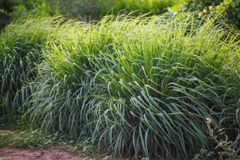 The Fragrant California Plants You Can Line Your Patio With to Keep Ticks Off the Paths Where Your Family Walks