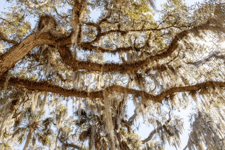 Florida Native Trees That Replace Crape Myrtles Along Your Fence Line And Driveway