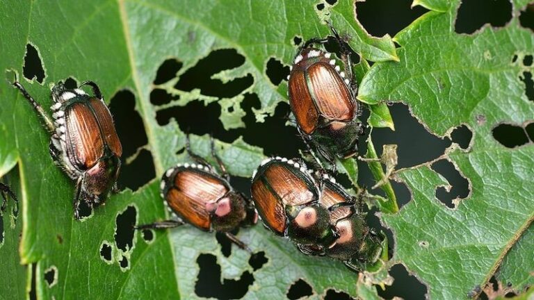 Your Rose and Bean Leaves Turned to Lace Seemingly Overnight – Japanese Beetles Often Cluster in July