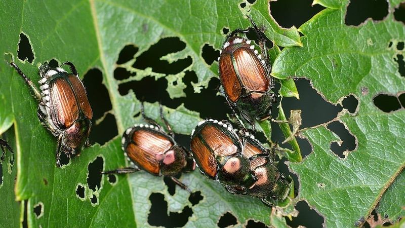 Your Rose and Bean Leaves Turned to Lace Seemingly Overnight – Japanese Beetles Often Cluster in July