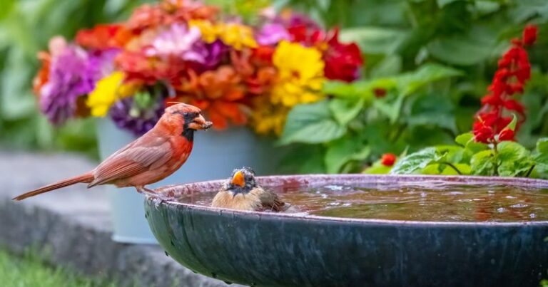 How to Help the Backyard Birds Counting on Your Texas Yard Survive a Triple-Digit Heat Wave