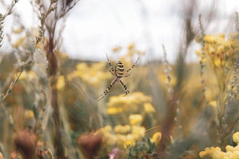 The Tiny California Garden Spider That Hunts the Pests Wrecking Your Plants, and the Homeowners Who Sweep It Away by Mistake