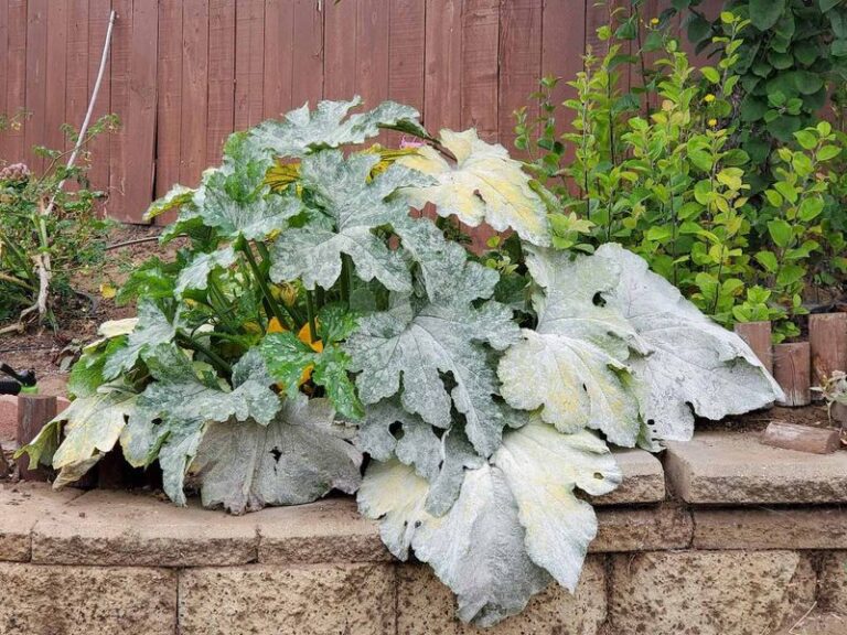 If your squash leaves turn silvery-white in this heat, the trouble usually starts long before you spot mildew