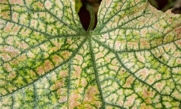 Your Cucumber Leaves Are Speckled and Turning Bronze — Here’s the Spider Mite Fix