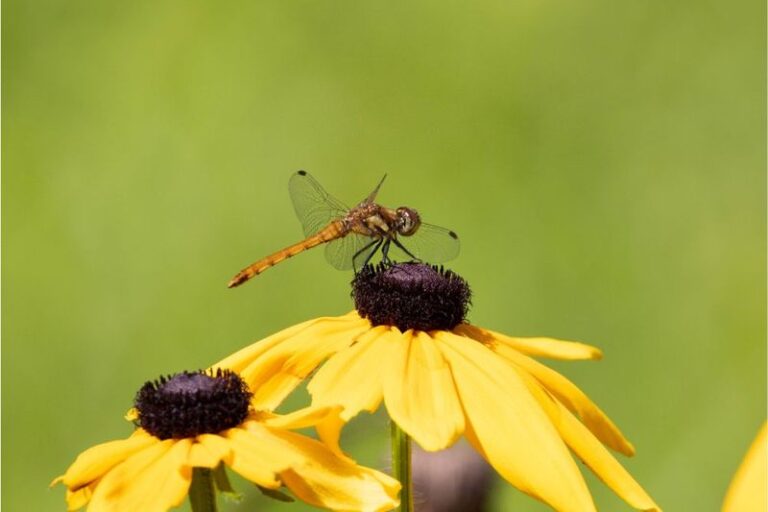 The Texas Native Wildflowers That Bring In Dragonflies and Send Mosquitoes Packing