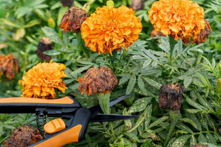 If Your Marigolds Get Leggy and Stop Blooming, This One Deadheading Habit Brings Them Back Fast