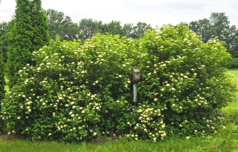 Skip the Boxwood Hedge and Plant This North Carolina Native That Turns Fiery in Fall While Walling Ticks Off the Yard’s Edge