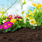 12 Fast-Growing Annuals You Can Still Plant Right Now for Late-Summer Color