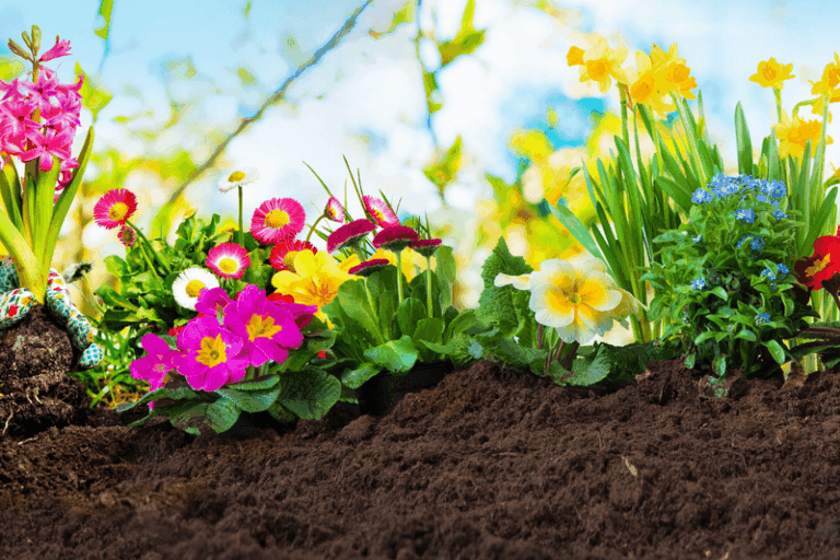 12 Fast-Growing Annuals You Can Still Plant Right Now for Late-Summer Color
