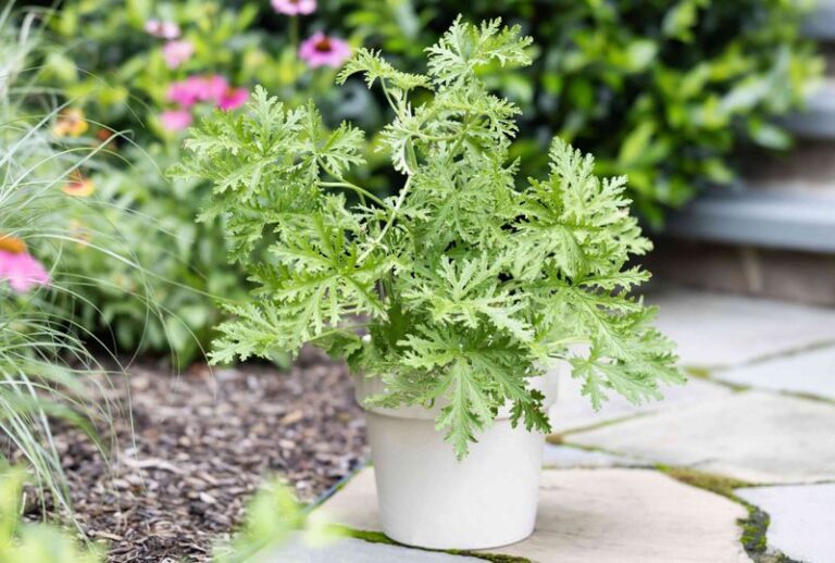 The One Plant Texans Are Putting by the Patio That Keeps Mosquitoes Off All Summer