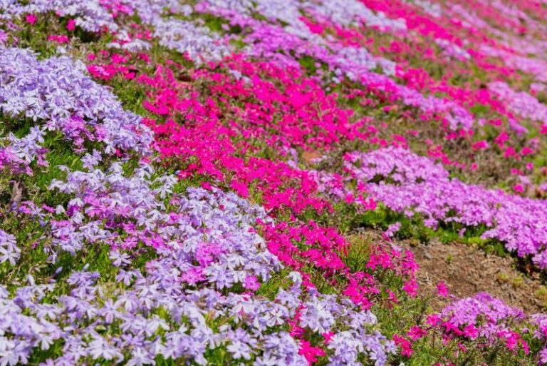 Moss Phlox on a Dry Slope: A Strong Native Option for Sunny, Well-Drained Banks in North Carolina