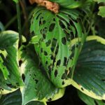 Your Hosta Leaves Are Full of Holes Overnight – It’s Probably Not Slugs, It’s This Nighttime Feeder