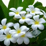 This Is How Florida Gardeners Keep Their Plumeria Blooming From Summer Straight Into Fall