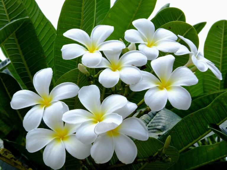 This Is How Florida Gardeners Keep Their Plumeria Blooming From Summer Straight Into Fall