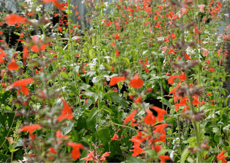 The One Underrated Florida Perennial That Blooms Six Straight Months and Grows Wild Across the State