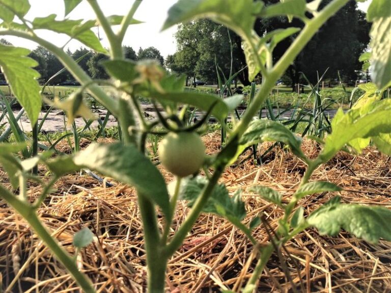 If your tomato plants slow down in this late-summer heat, one feeding reset usually gets them fruiting again