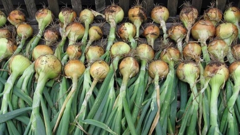 How Many Onions Actually Grow From a Single Bulb? The Answer Surprises Most Gardeners