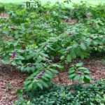 The Underrated Native Texas Plant That Keeps Ticks Out of the Yard Where Your Kids Play