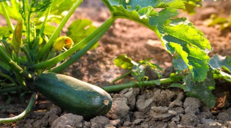 Your Zucchini Suddenly Stops Producing in Late July – It’s Not Done, It’s the Fruit You Left On