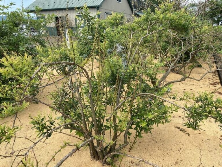 The Common Blueberry Mistakes That Quietly Kill North Carolina Backyard Harvests Before They Start