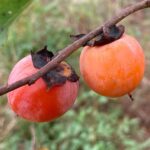 Pawpaws and Persimmons Are North Carolina Natives Almost Nobody Grows but Every Yard Should Have