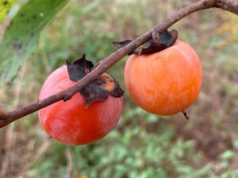 Pawpaws and Persimmons Are North Carolina Natives Almost Nobody Grows but Every Yard Should Have