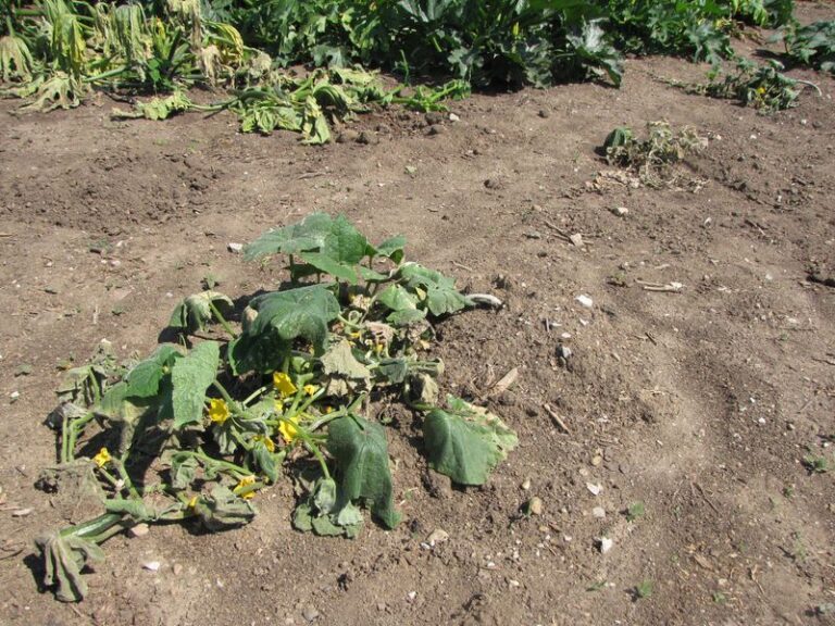 If your cucumber vines keep wilting by midday while the soil stays wet, one root problem is usually behind it
