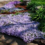 If Your Beds Look Bare by Early Summer, These Fast-Filling Perennials Cover the Gap in One Season