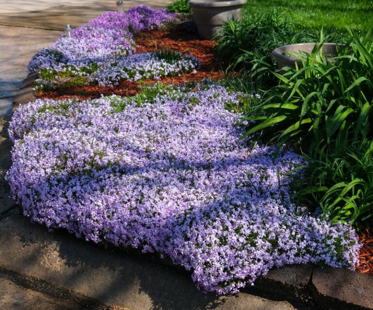 If Your Beds Look Bare by Early Summer, These Fast-Filling Perennials Cover the Gap in One Season