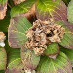 Your Hydrangeas Suddenly Quit Flowering – One Wrong Care Habit Is Usually Behind It