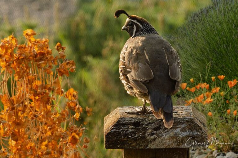How to support the California quail that quietly clears the snails and weed seeds out of your yard