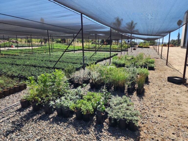The Best Southern California Native Plant Nurseries Serious Gardeners Quietly Drive Hours to Reach