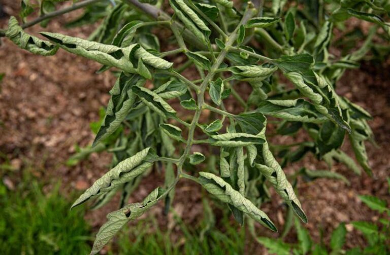 If your tomato leaves keep curling upward in this heat, the trouble usually starts with how the plant handles stress