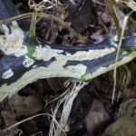 If your squash plants collapse overnight in this heat, the trouble starts inside the stem before you see it wilt