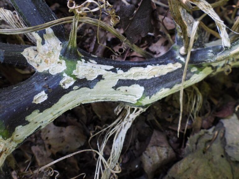 If your squash plants collapse overnight in this heat, the trouble starts inside the stem before you see it wilt