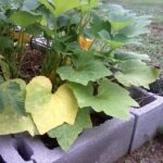 If Your Summer Squash Leaves Are Yellowing Between the Veins, It May Be a Magnesium Problem – Diagnose Before You Treat